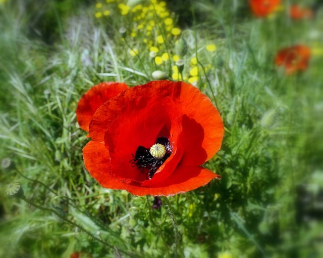 poppies_flowers_poppy_flower_red_rosella_nature_field_beauty-632111.jpg