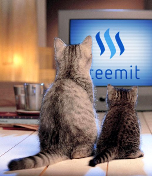 steemit-cats.jpg