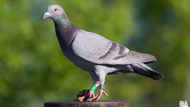 Pigeon.jpg