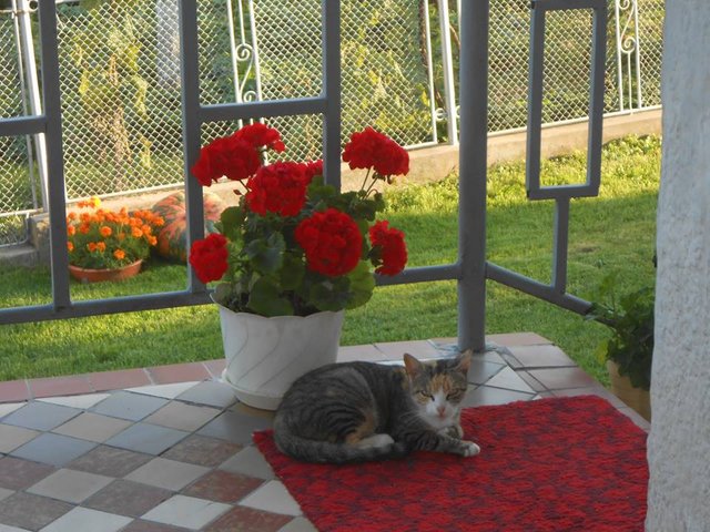 mačka a kvet.jpg