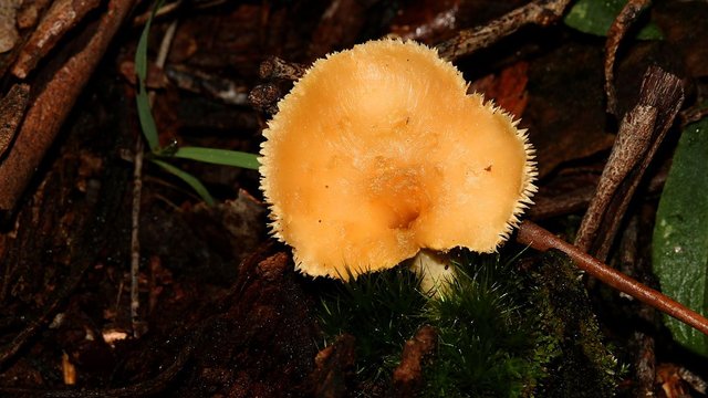 Hydnum repandum Henry Somerset Orchid Reserve Latrobe Tas n2 2017-08-21.jpg