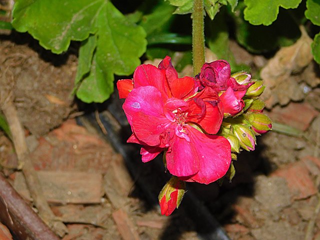 flowers of paradise, nature, photography by jeronimo rubio, all rights reserved, 2018 (380).JPG