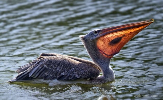 10-bird-photography.preview.jpg