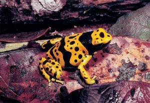 Dendrobates_leucomelas (1).jpg