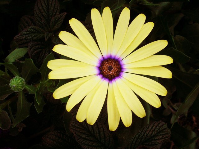 flowers 017.jpg