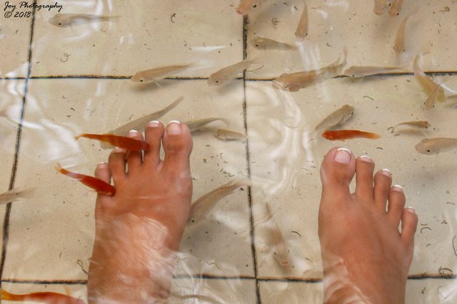 Fish spa-03.jpg