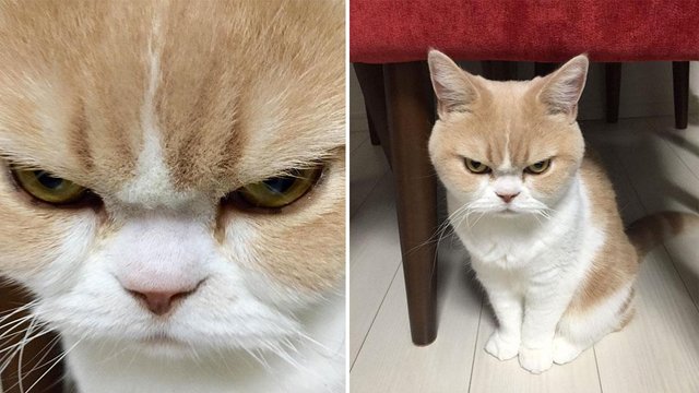 This-Cat-Is-Famous-In-Japan-For-Always-Looking-Angry.jpg