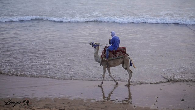 Kamel am Strand.jpg