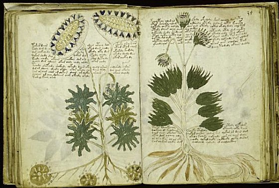 voynich4.jpg