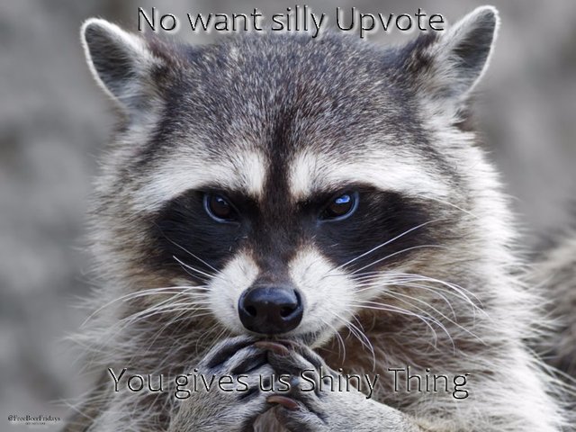 raccoonshiny.jpg