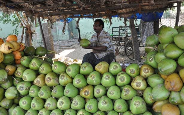 18MA-CITY-TENDER_COCONUT.jpg