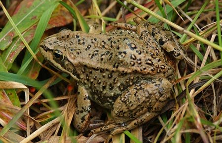 columbiaspottedfrog_grass_phil_myers_umich.jpg