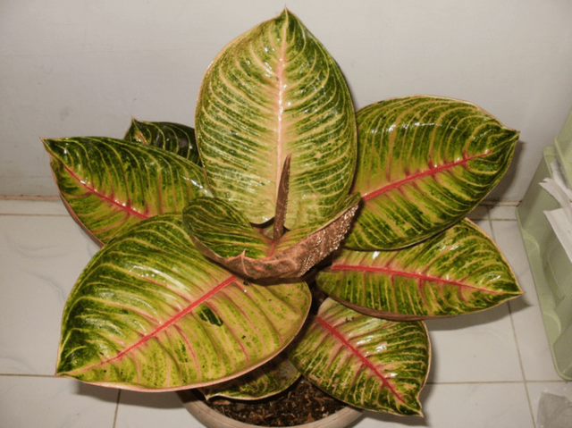 tanaman-hias-aglaonema-Moonlight.png