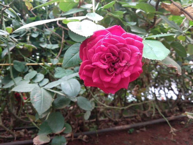 Red Rose - Photo Credits: Chetan Naik