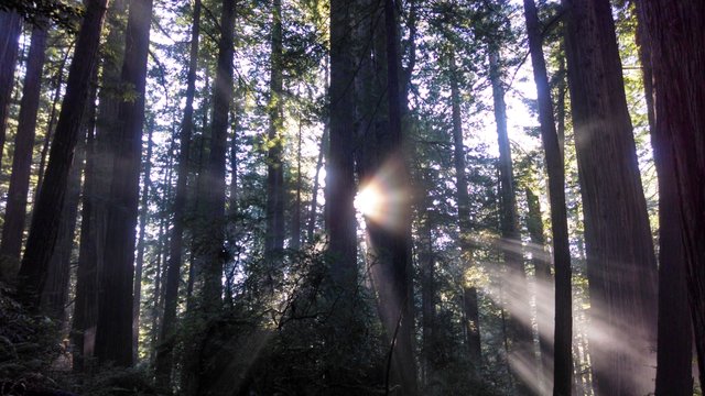 Redwoods94.jpg