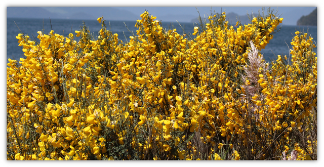 野生の花や観葉植物の庭 Steemit