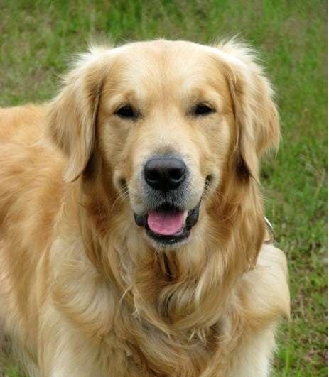 golden-retriever-dog-1370773977VyS.jpg