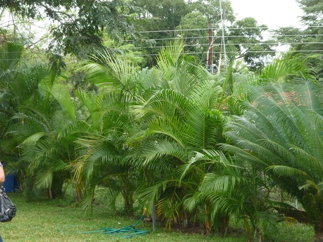 Jardines Campamento La Sabana.JPG