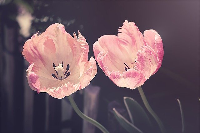 tulips-3339416_640.jpg