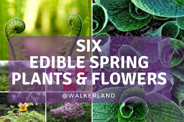 Six ornamental spring plants &  flowers.jpg