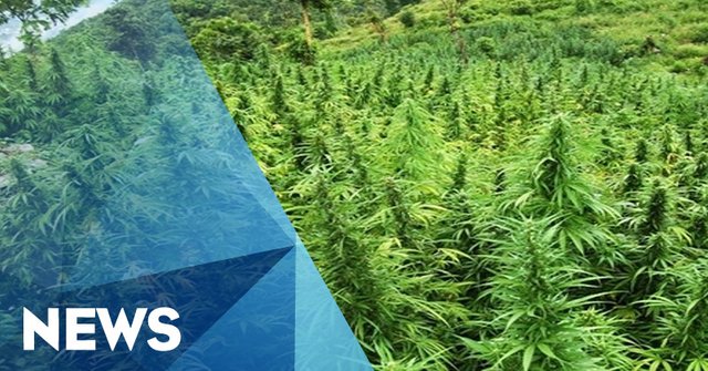 20-hektare-ladang-ganja-dimusnahkan-di-aceh-besar-Pz8m0ZFceQ.jpg