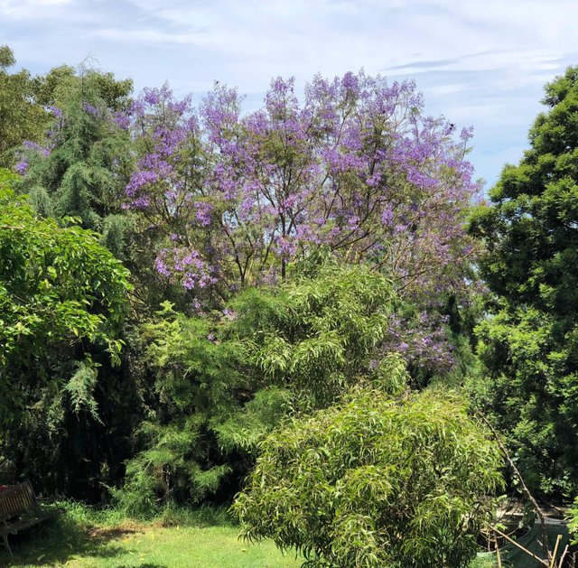 jacaranda.jpg