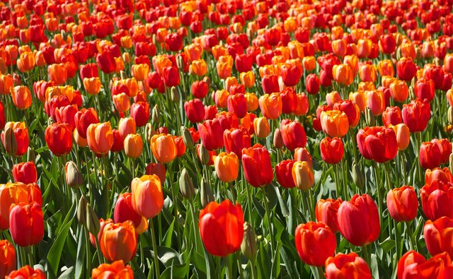 tulips.jpg