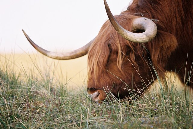 animal2.jpg