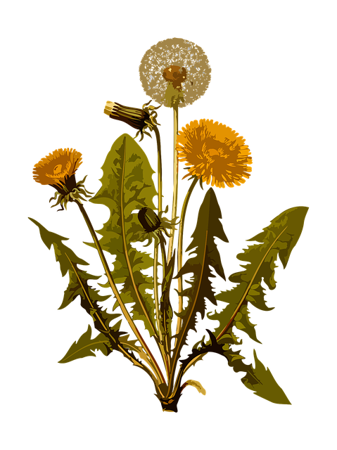 dandelion-1299794_640.png