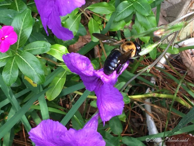 Bee mexican Petunia-4.jpg