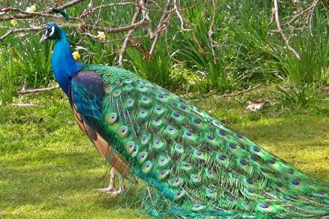 18_03_2016-18peacock.jpg