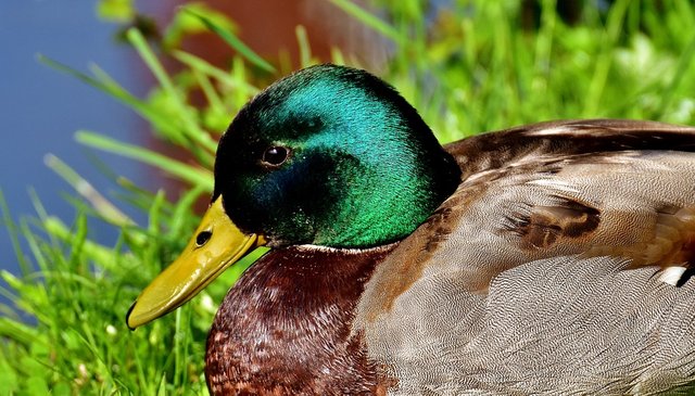 duck-2399770_960_720.jpg