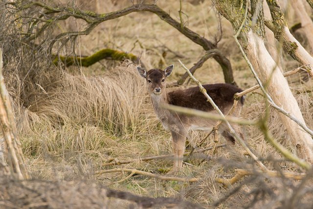 amsterdamse-waterleidingsduinen-9.jpg