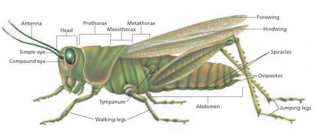 4604_1021_994-where-grasshopper-tympanum.jpg