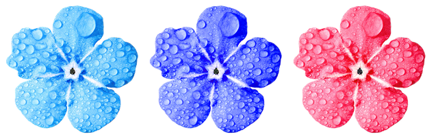 flower-2997632_960_720.png