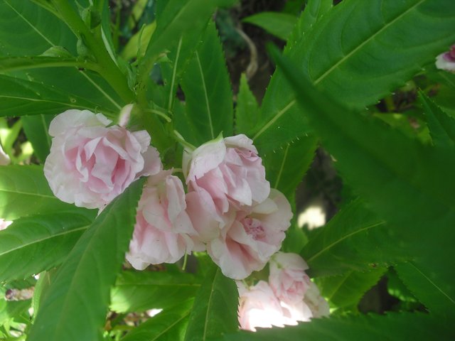 Impatiens balsamina.JPG