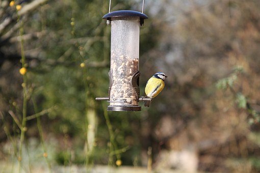 blue-tit-1220477__340.jpg