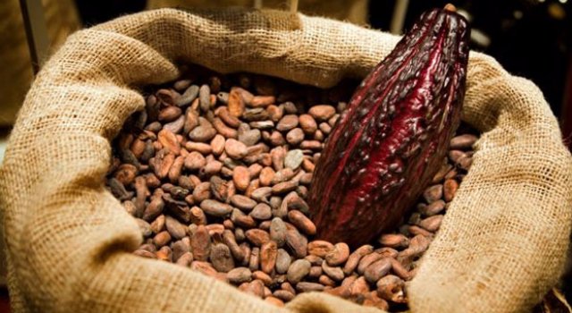 cacao-venezolano.jpg
