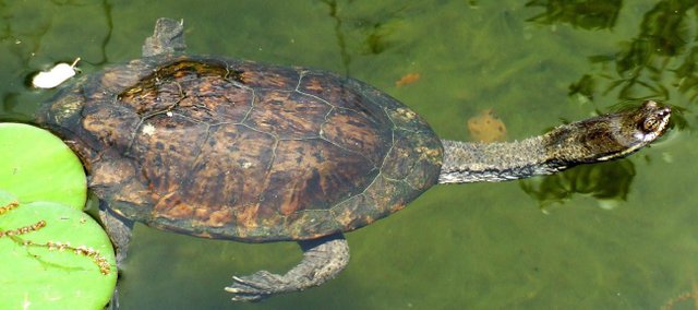 tortuga-cuello-de-serpiente-sudamericana.jpg