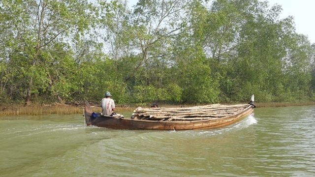 foto mangrove sayedmahdi.jpg