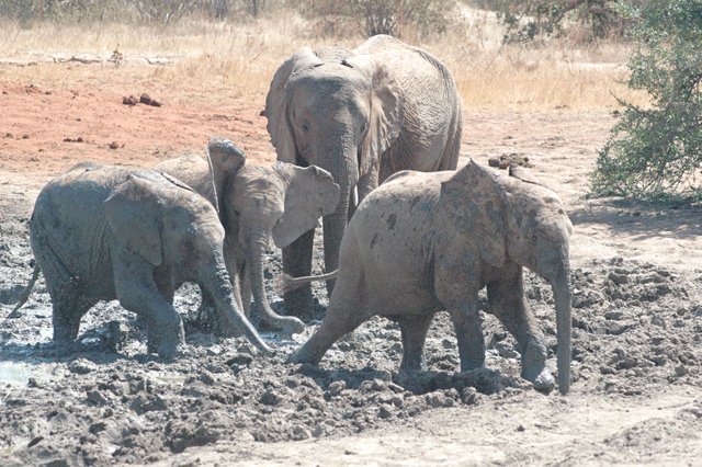 elephants-in-mud3.jpg