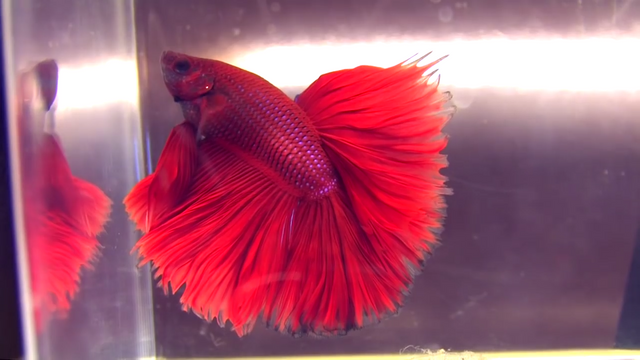 betta.png