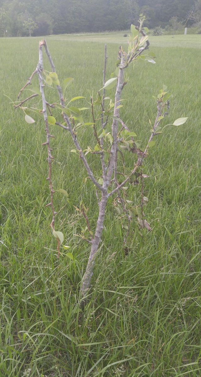 20170428_154957 - Another fruit tree with broken branches.jpg