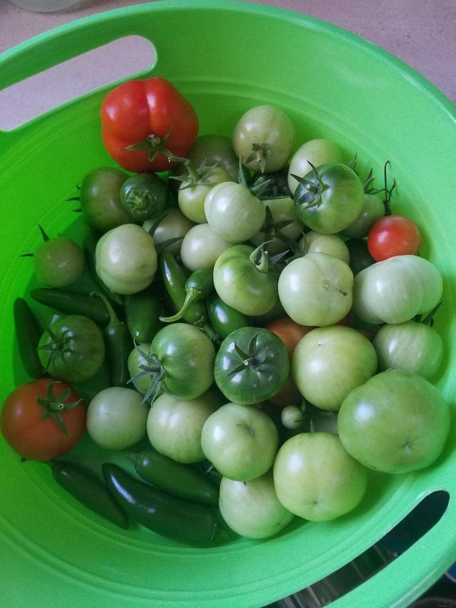 green maters.jpg