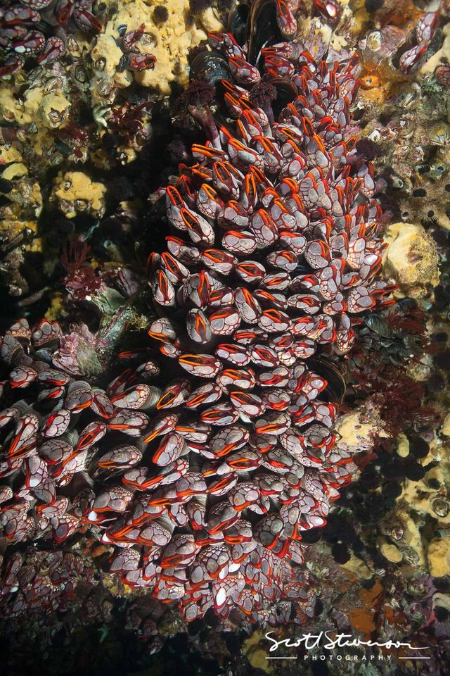 Red Gooseneck Barnacles-2.jpg