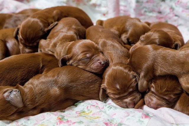 irish-setter-gives-birth-15-puppies-mother-day-poppy-3.jpg