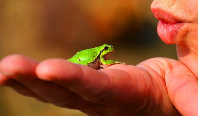 Ranas en salsa2.jpeg