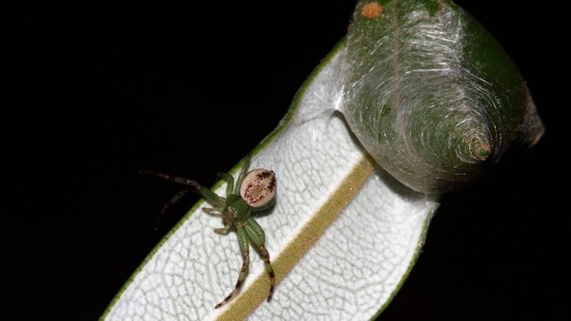 Arachnida 5mm on Banksia leaf BY Tas 5.jpg