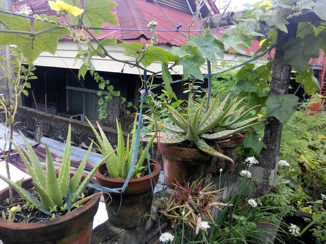 alove-vera-varieties-in-my-rooftop.jpg