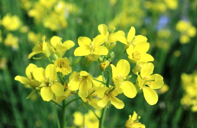 yellow flowers 2.jpg